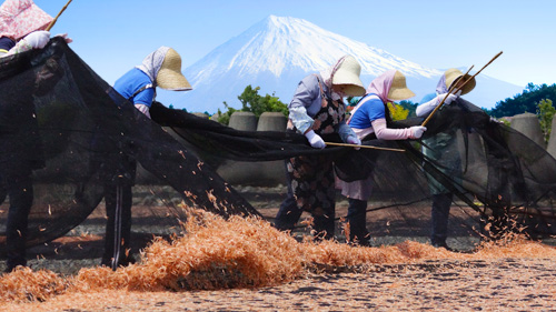 世界文化遺産富士山と桜えび干し